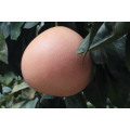 High Quality Citrus 2021 New Crop Grapefruit Shaddock Red Honey Pomelo